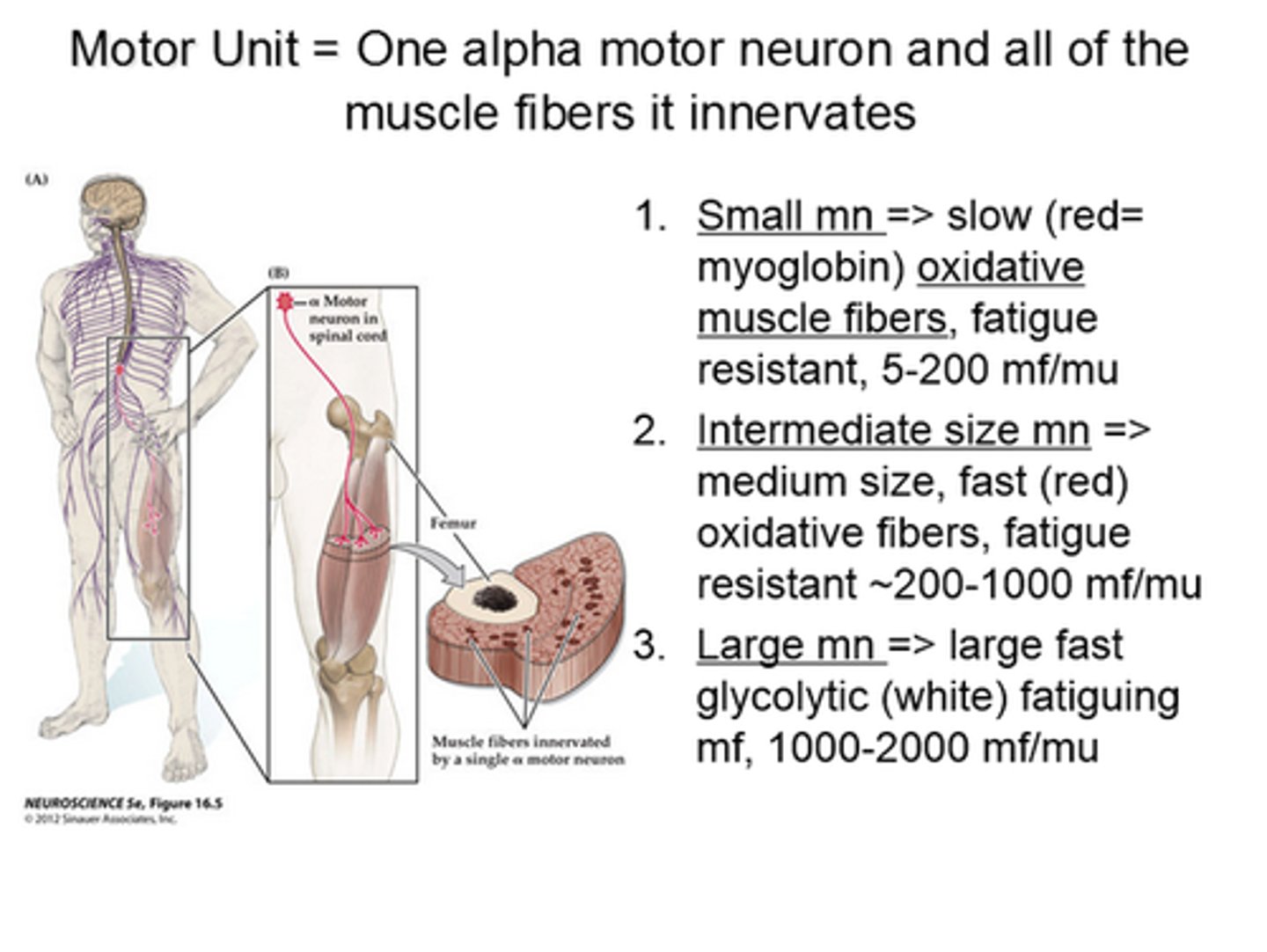 <p>more strength than control</p><p>Powerful contractions supplied by large motor units with hundreds of fibers</p><p>Gastrocnemius of calf has 1,000 muscle fibers per neuron</p>