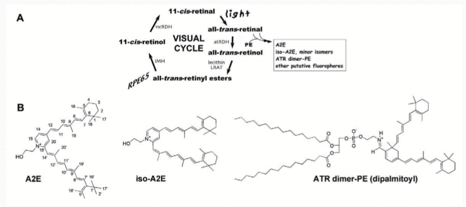 <p>Lipofuscin is a byproduct of the visual cycle, formed from the accumulation of fluorescent compounds in the RPE.</p>