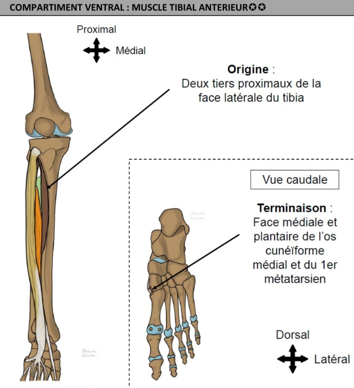 <ul><li><p>+ médial, contre arête tibiale </p></li><li><p>condyle latéral tibial, 2/3 proximaux de la face latérale du tibia (insertion déborde sur mb interosseuse) </p></li><li><p>Face médiale &amp; plantaire de l’os cunéiforme médial &amp; base du 1er métatarsien </p></li></ul><p></p>