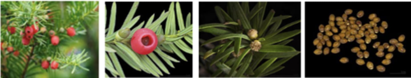 <p>what plant family is this from? what is it?</p>