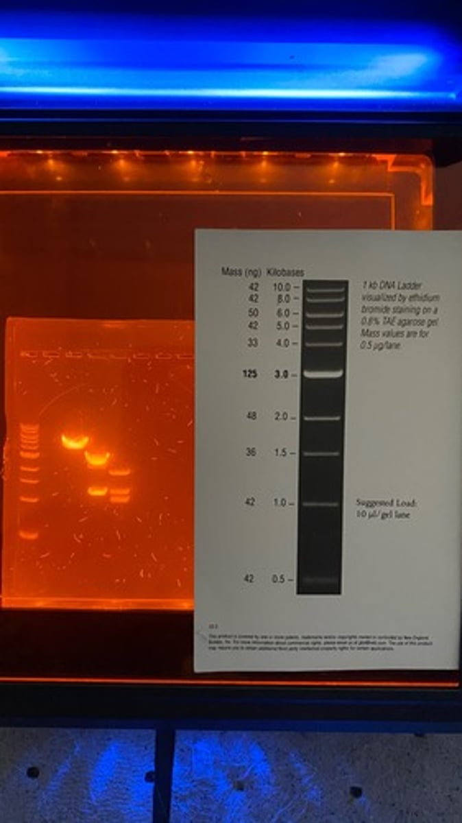 <p>Adds color to you sample to make it easier to see whether you are successfully loading the gel! ○ Loading dyes are dense and keep the DNA in your sample from diffusing away in the buffer</p>