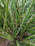 <p>Red Yucca </p>