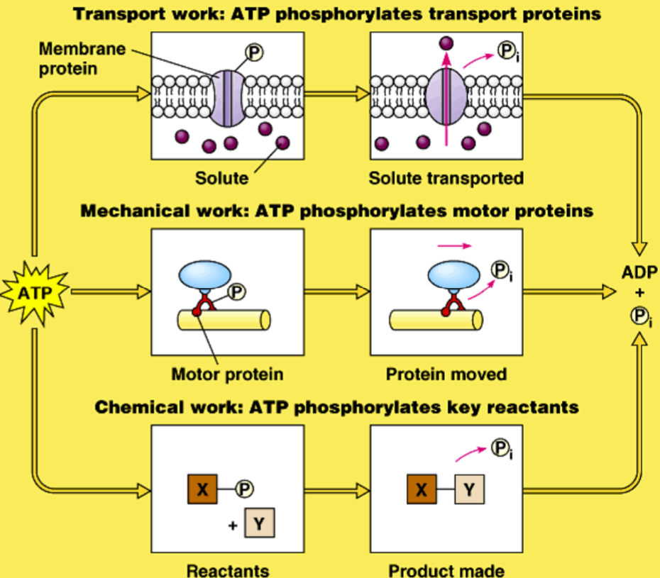 <p><span>ATP → ADP + Pi</span><br><span>...with the help of enzymes</span><br><span>and electrochemical</span><br><span>gradients</span></p>