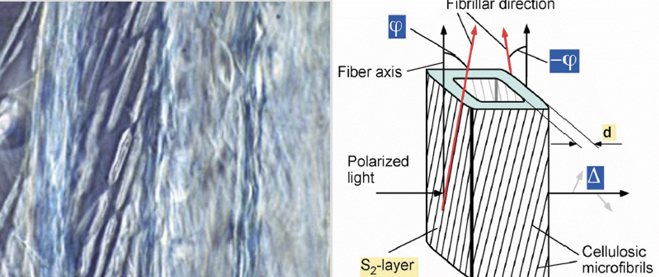 <p>Micromorphology of attack in soft rot</p>