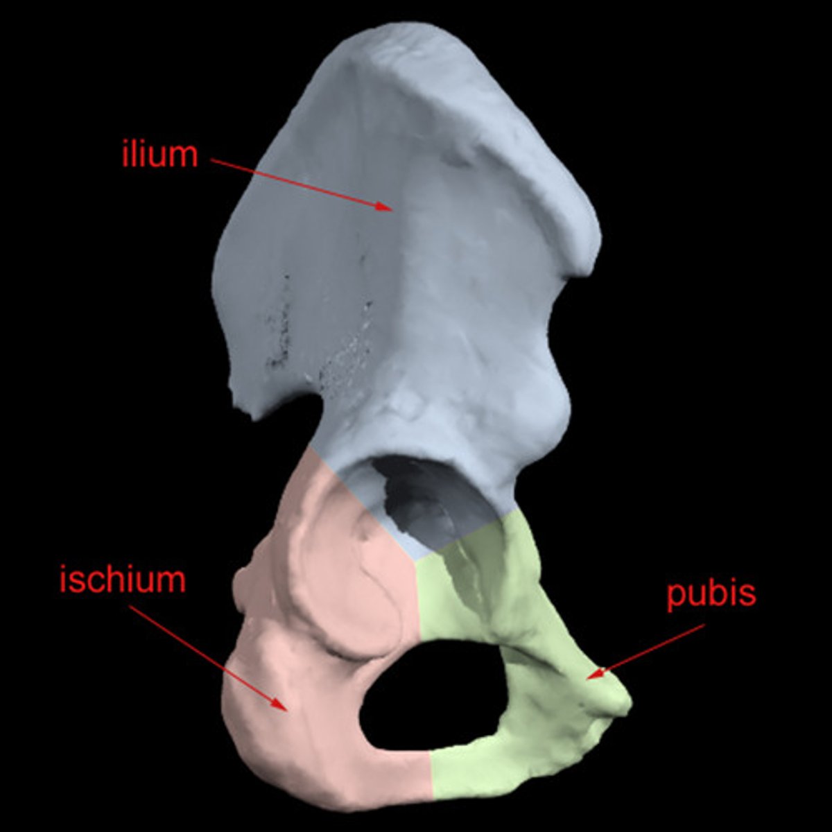 <p>Also known as Innomate bone</p><p>Made up of three bones:</p><p>1. Illium</p><p>2. Ischium</p><p>3. Pubis bones</p><p>hip bone</p><p>They unite and fuse at the acetabulum which is where the head of the femur inserts</p>