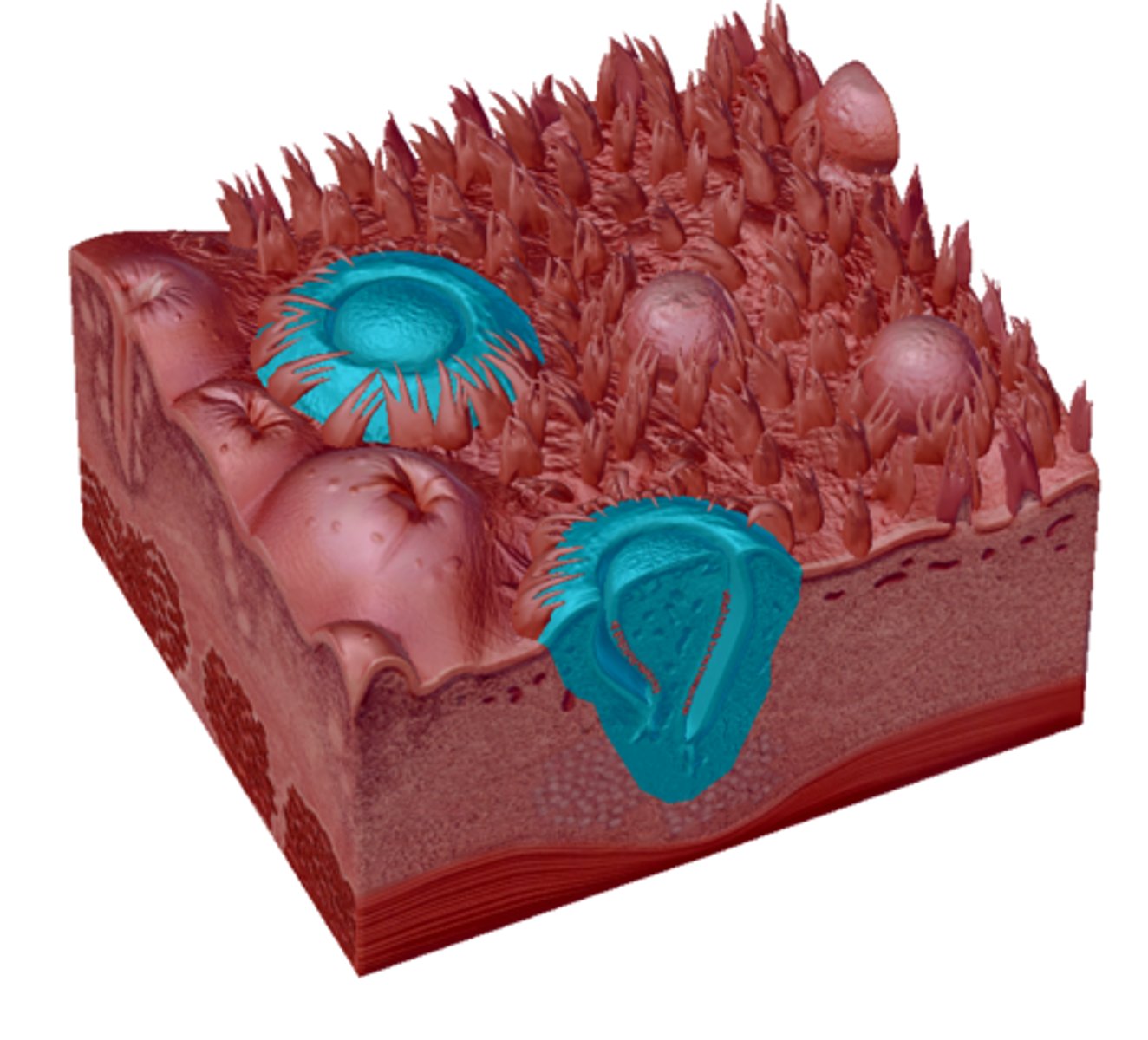 knowt flashcard image