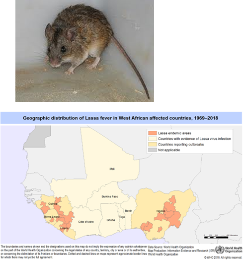 <p>By <strong>African soft-furred rats</strong> (Mastomys spp.) through ingestion or inhalation of items soiled with rat droppings or urine.</p>