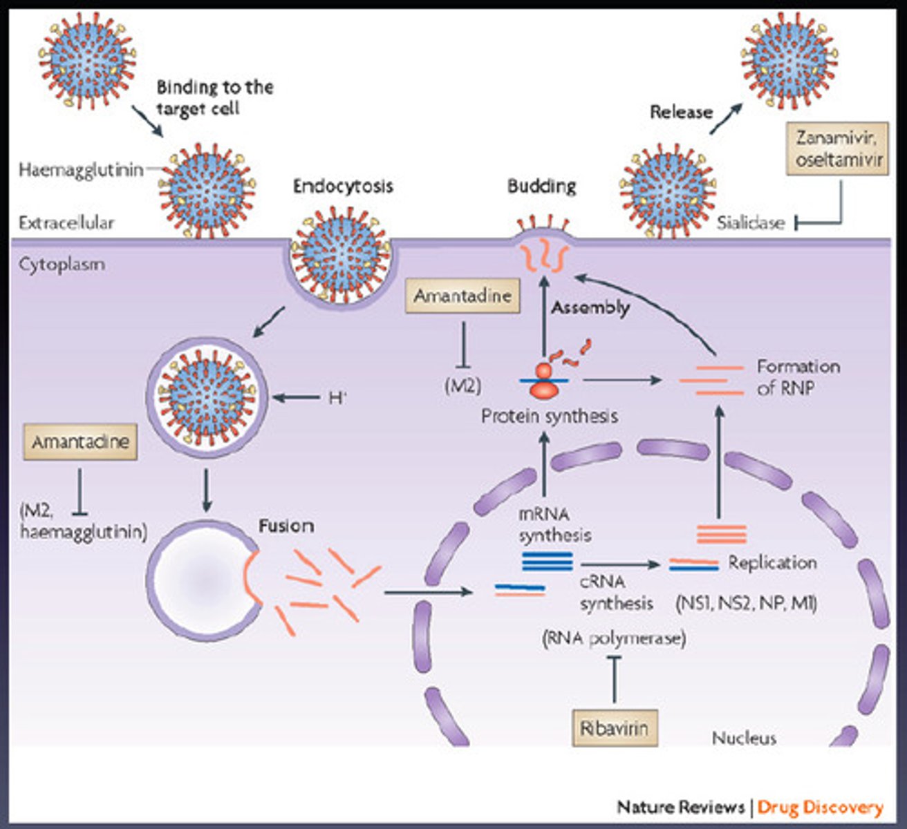 <p>6-8hrs</p><p>1. host cell recognition and binding</p><p>2. internalization of genetic material</p><p>3. transcription</p><p>4. translation of 'early genes'</p><p>5. early gene action</p><p>6. genome replication</p><p>7. translation of 'late' genes</p><p>8. assembly</p><p>9. release</p>