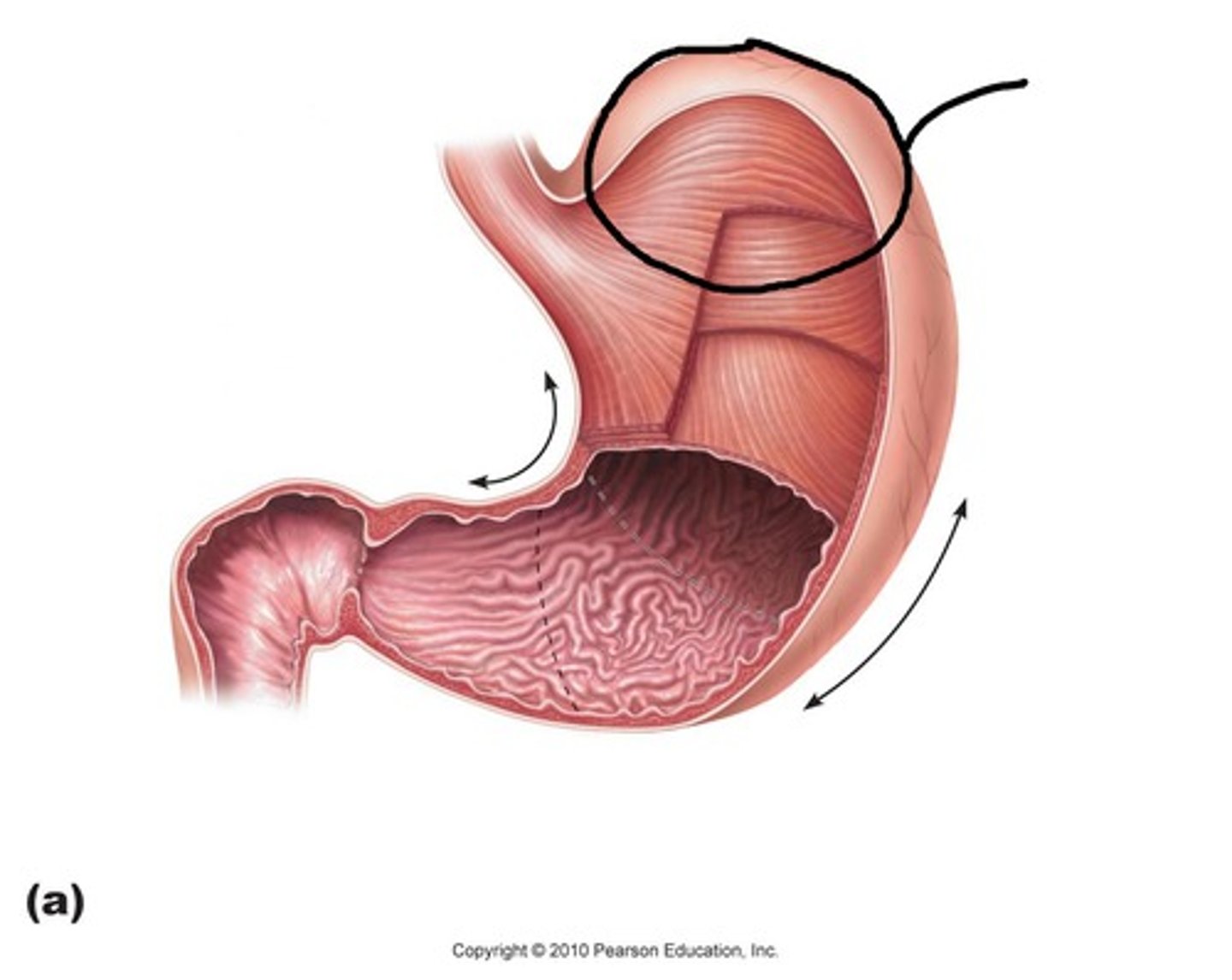 <p>a rounded portion at the top of the stomach</p>