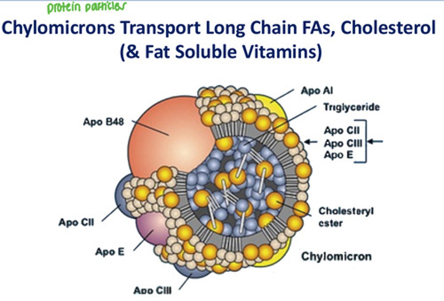 <p>Transport long chain FAs, cholesterol, and fat-soluble vitamins from intestinal cells to the liver and other tissues</p>