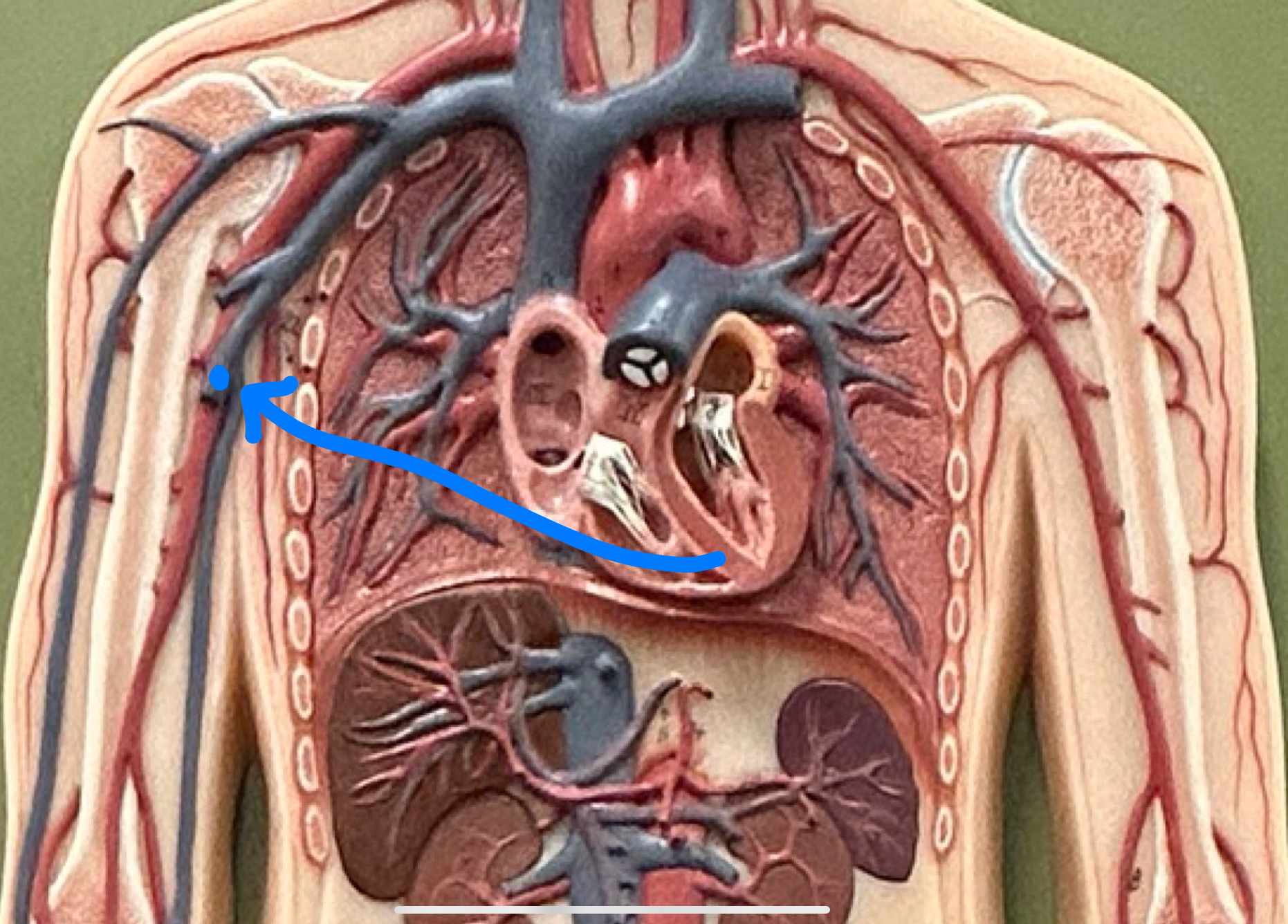 knowt flashcard image