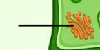 <ul><li><p><span style="background-color: transparent; font-size: 11pt;">modifies, packages, and transports proteins and lipids. It also makes cell wall materials like pectin and polysaccharides</span></p></li></ul><p></p>