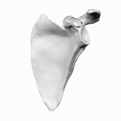 Supraglenoid Tubercle of the scapula