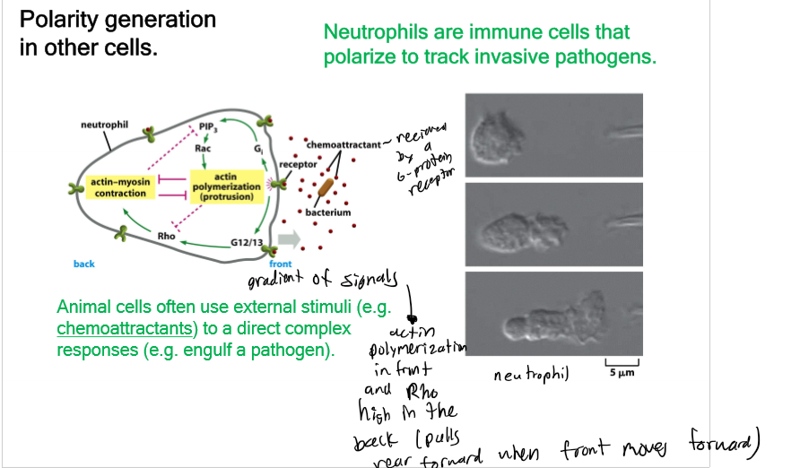 <p>animal cell suse extrernal stimuli (chemoattractants) to direct a complex response - neutrophils are immune cells that polarize to track invasive pathogens; keratocytes are epidermal cells from fish/amphibian skin and are useful for studying cell motility because they are big and fast; extrernal cues can guide cell migration - chemotaxis, haptotaxis, durotaxis, and galvanotaxis</p>