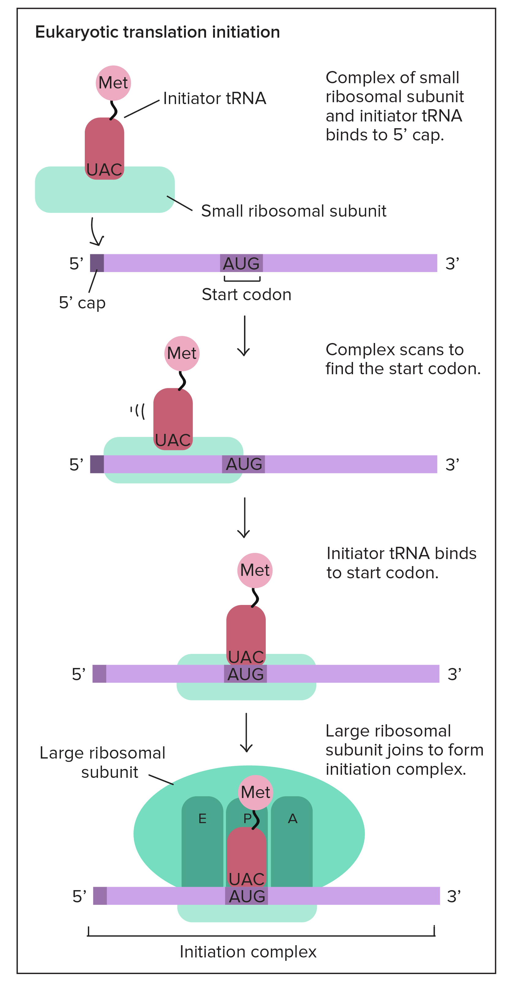 <p>Ribosome reaches stop codon, no more amino acids are added </p>