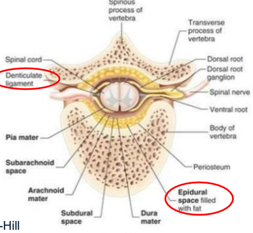 Anchors spinal cord to dura mater