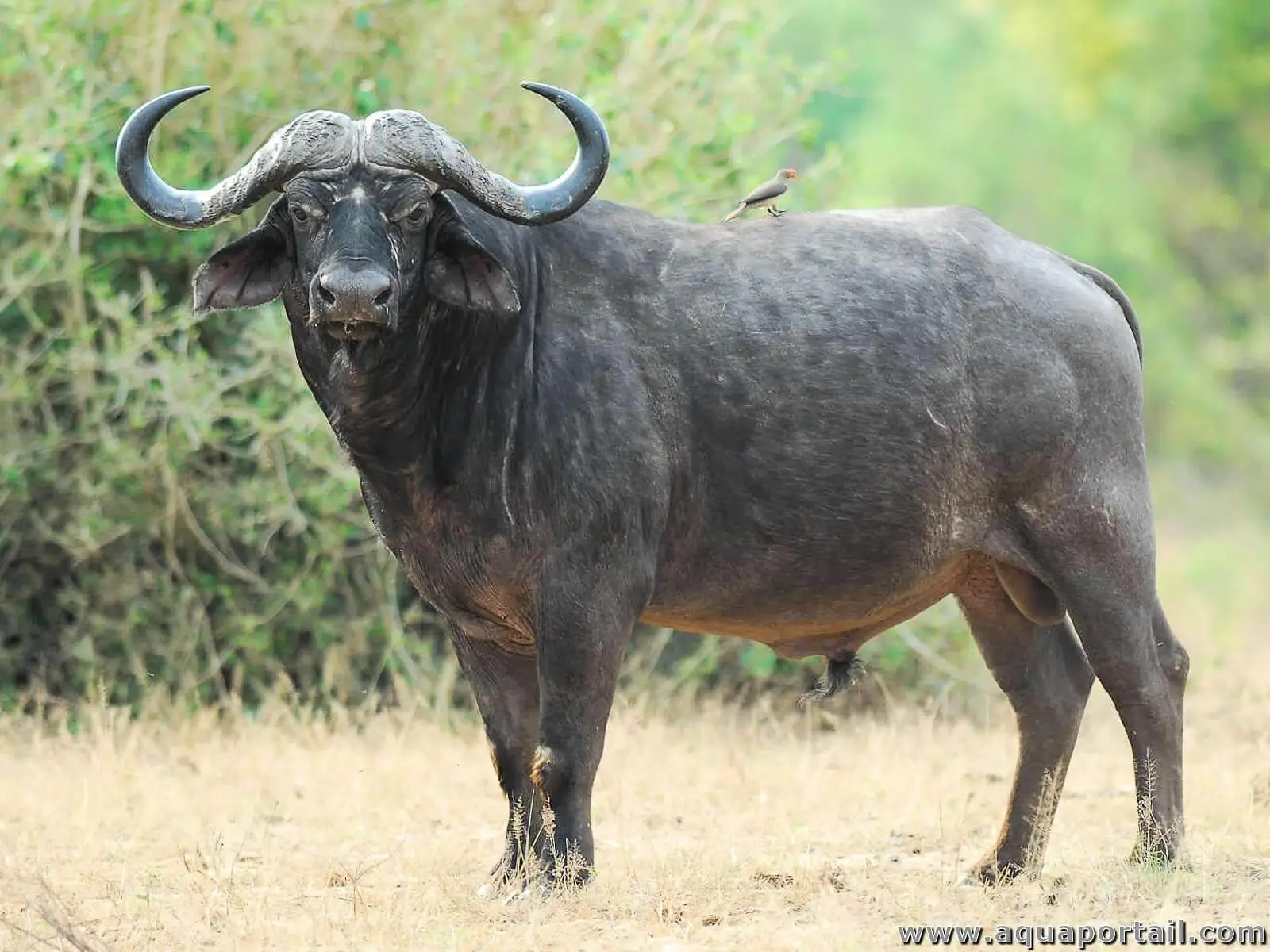 <p>Vic Falls, Chobe NP, Okavango Delta, Bagani, Cape Town, Kruger NP</p>