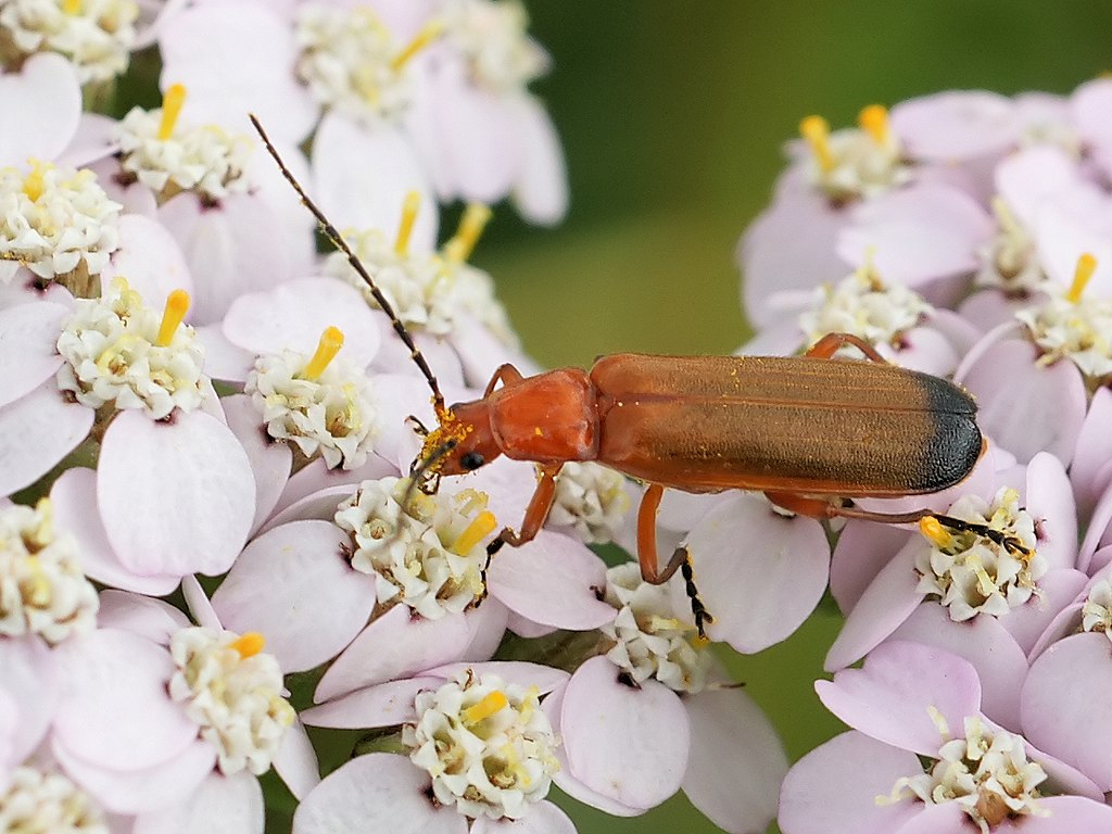 <p>soldier beetles (Weichkäfer)</p><p>soft-bodied</p><p>tarsal formula 5-5-5</p>