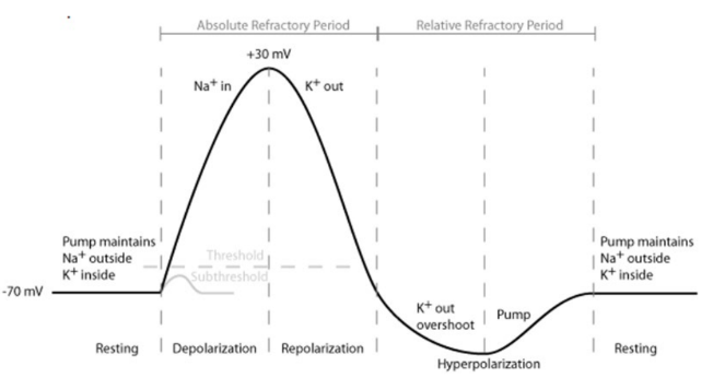 Oscilloscopes measure and show the membrane potential changes at rest and during an action potential. 