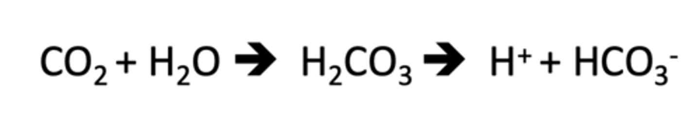 <p>____ produce CO2 and excess HCO3- precursors</p>