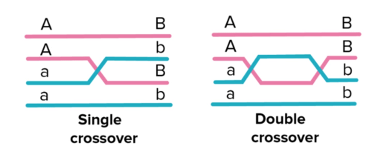 <p>double cross over between 3 alleles</p>