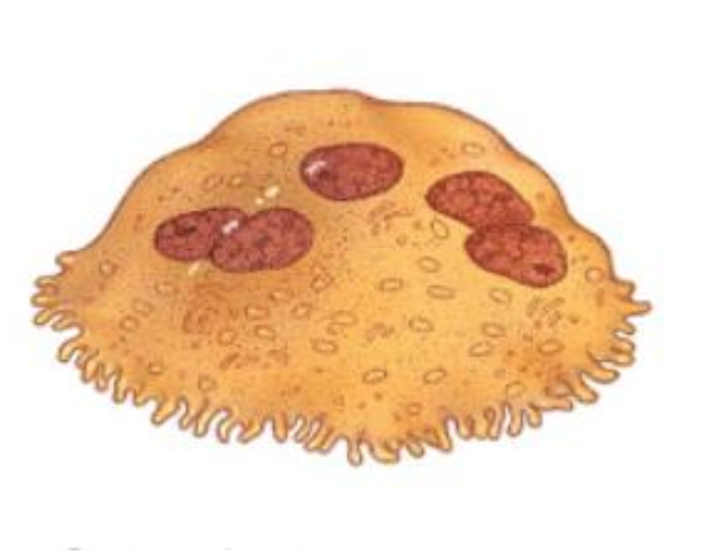 <p>Specialized, large, multinucleated cells of hematopoietic origin that are primarily responsible for bone resorption (a crucial process in bone remodeling and maintenance of mineral levels). They originate from mononuclear cells in the hematopoietic lineage and possess a distinct ruffled border where they secrete enzymes and acids to break down bone tissue. </p>