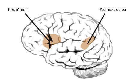 <p>Located in left frontal lobe</p><ul><li><p>Disrupts speaking ability, but comprehension is fine (Broca’s Aphasia)</p></li><li><p>Broca is for <strong><em><u>babbling</u></em></strong>, improperly formed words and slow speech</p></li></ul>