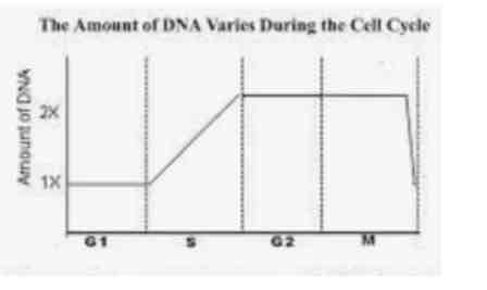 <p>How much DNA is present in Phase IV?</p>