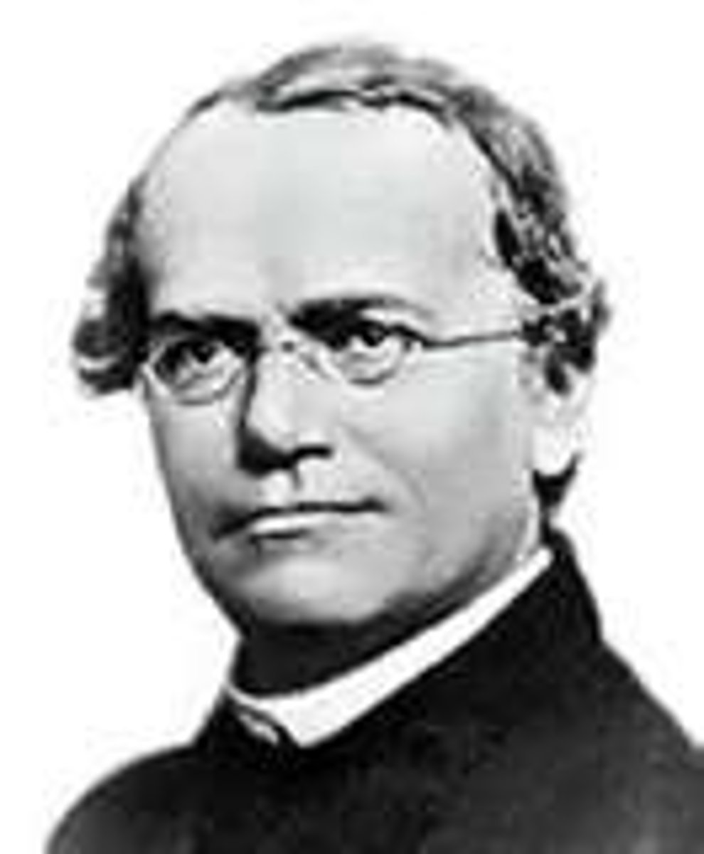 <p>Father of genetics</p>