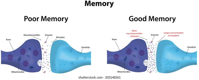 <p>increased efficiency in neural firing which can result from repeated connections between neurons</p>