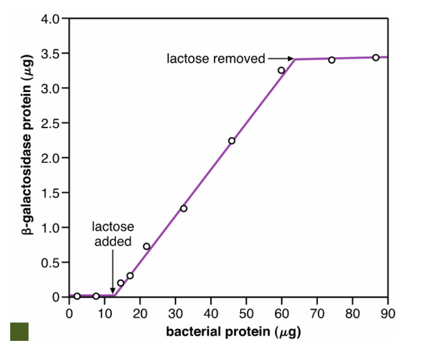 <p>In this experiment, what happens when lactose is <strong>removed</strong>?</p>