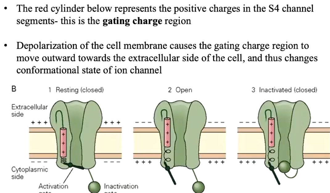 <ul><li><p>S4 region = <strong>gating charge region</strong> (positively charged)</p></li><li><p>When the cell <strong>depolarizes</strong>:</p><ul><li><p>Inside becomes less negative</p></li><li><p><strong>Positive charges in S4 move outward</strong></p></li><li><p>Causes <strong>conformational change</strong> → channel opens</p></li></ul></li></ul><p></p>