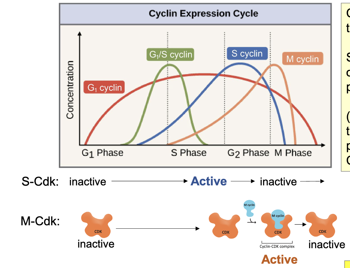 <ul><li><p>diff cyclin-Cdk pairs control entry into S-phase and into M-phase</p></li><li><p>Cdks are present throughout cell cycle</p></li><li><p>specific cyclins are only present at certain point of the cell cycle (additional regulation thru phosphorylation of Cdk)</p></li></ul><p></p>