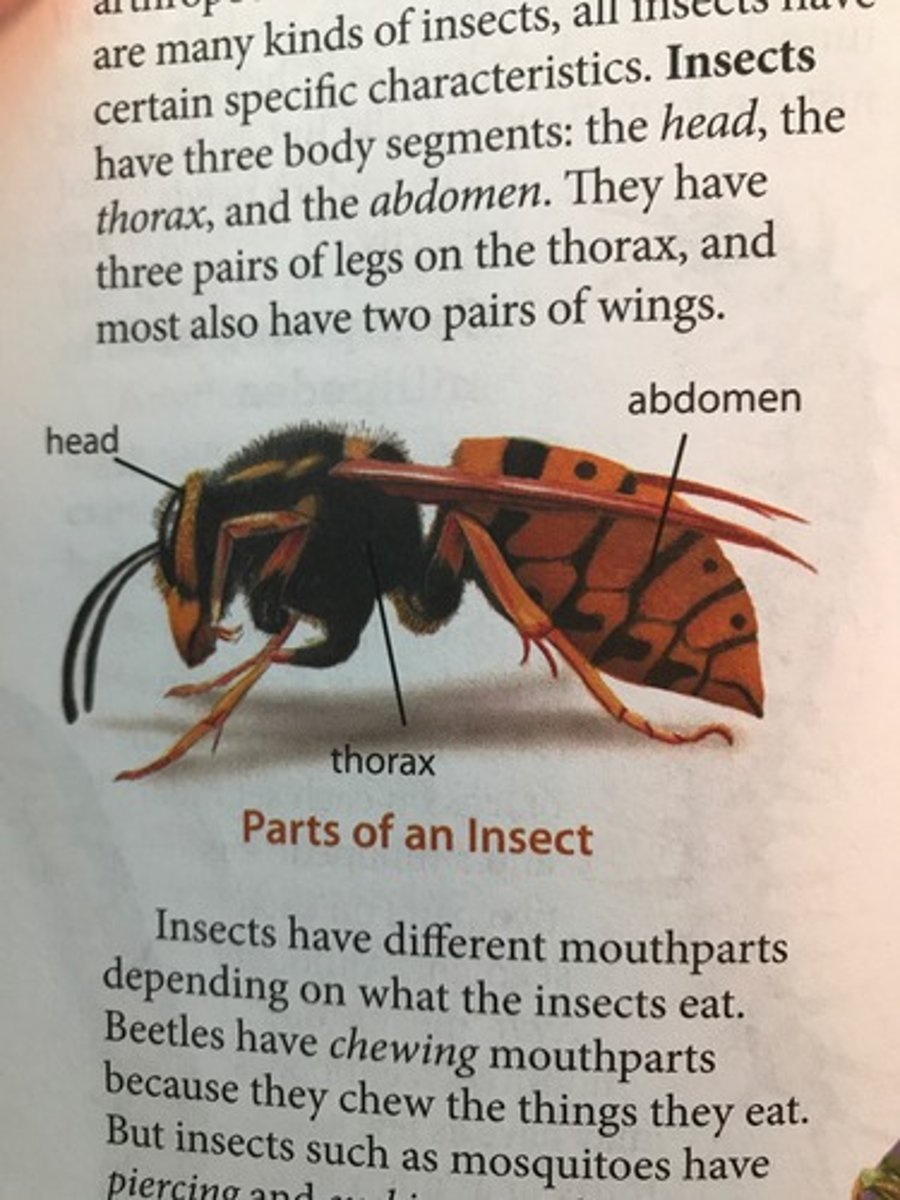 <p>head, thorax, abdomen</p>