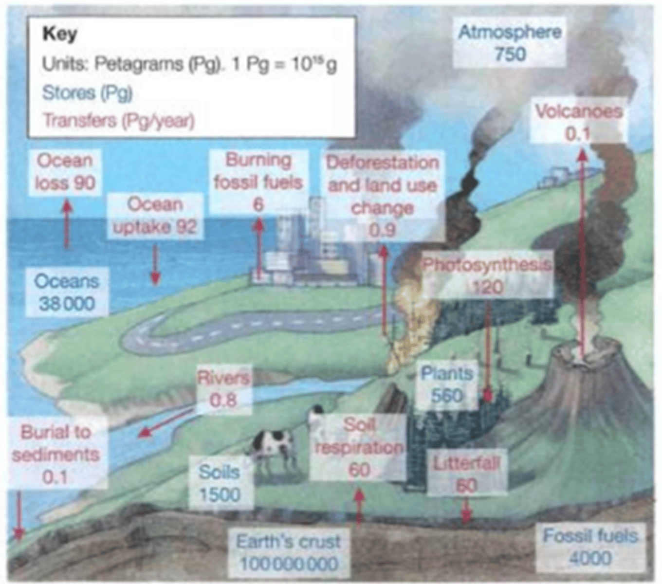 <p>- the vast majority of carbon is stored in the earth's crust and oceans<br><br>- relatively small amounts of carbon are stored in the atmosphere and in plants<br>... carbon transfers are extremely active and carbon fluxes are continuous between the atmosphere and the land (BIGGEST PHOTOSYNTHESIS)</p>