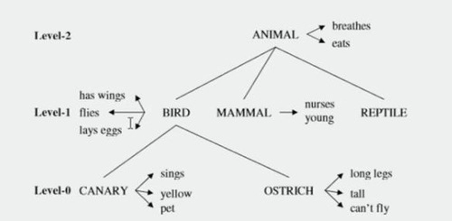 <p>Faster response times for true/false statements based on the hierarchy of concepts.</p>