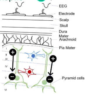 <p>With synchronised activity of a population of neurons, where the neurons are aligned in parallel - and then the voltage is compared between multiple sites, e.g using bone as a reference site </p>