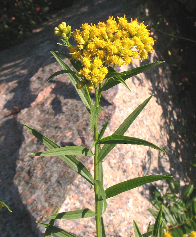 <p>flat topped yellow cymes, thin grass-like lanceolate leaves, vigorous grower</p>