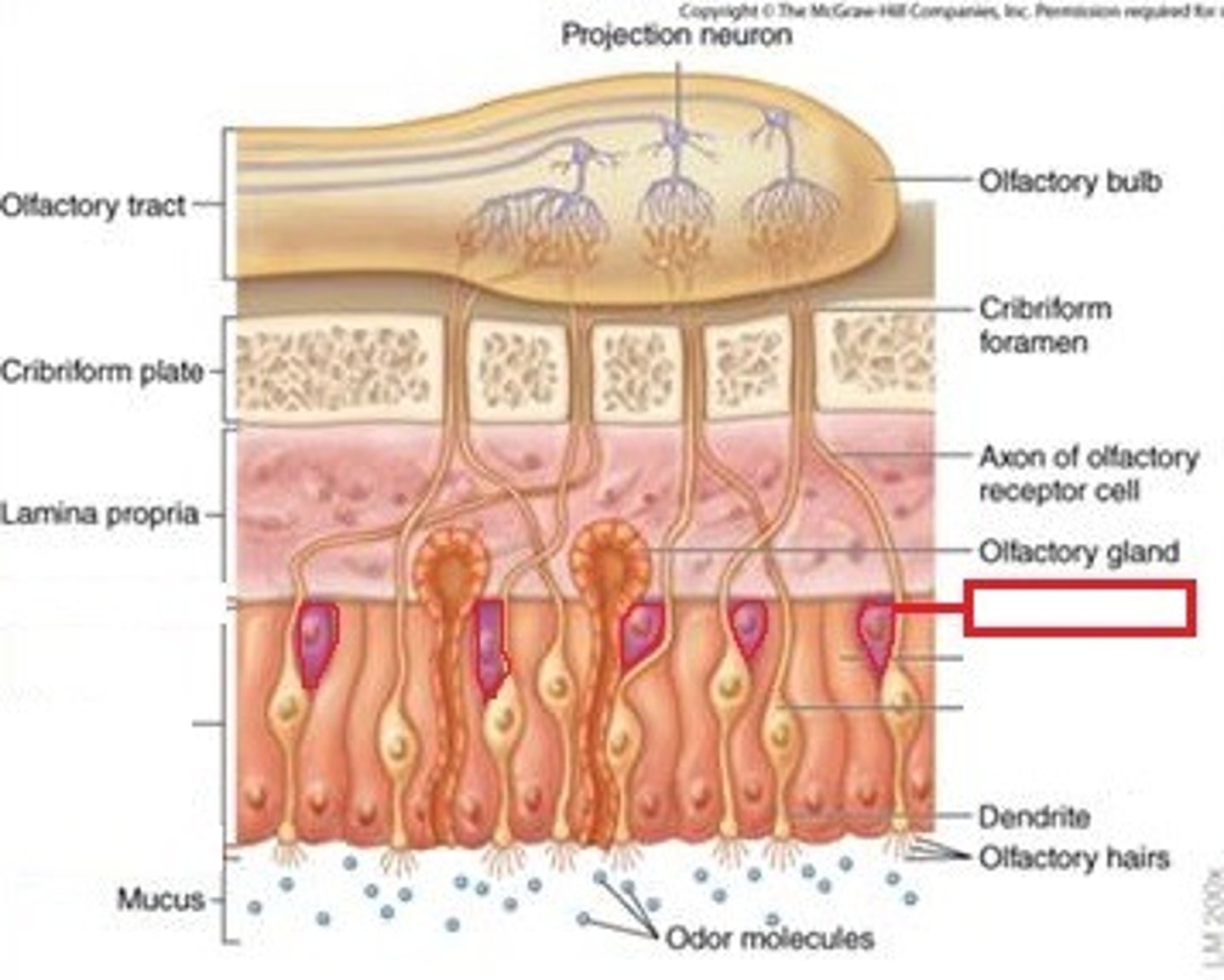 <p>cells capable of division and differentiation into either supporting or olfactory cells.</p>