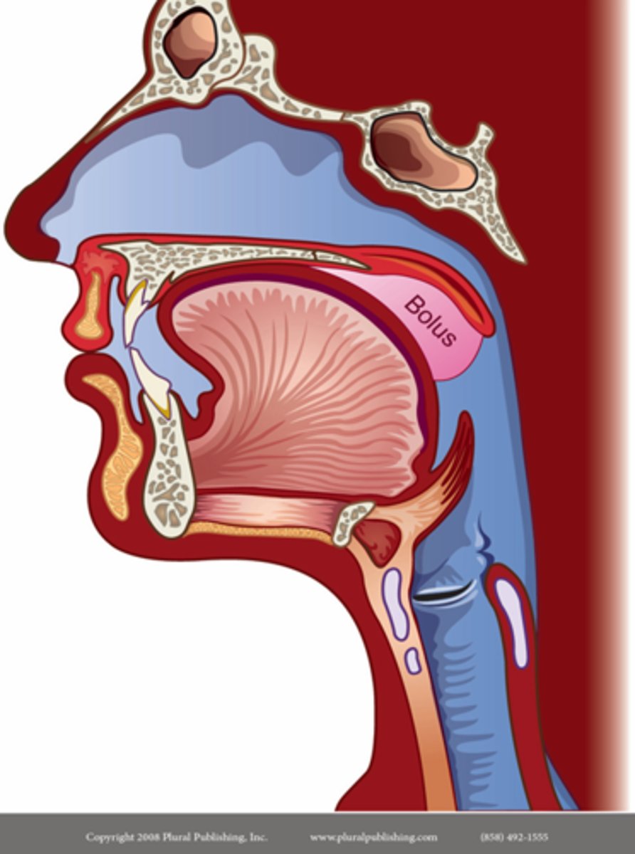 <p>Voluntary</p><p>~1 sec</p><p>Purpose: Move bolus into pharynx, initiate pharyngeal phase</p><p>Steps:</p><p>- Elevate tongue tip and squeeze bolus against hard palate</p><p>- Lips usually press together firmly</p><p>- Cheeks pulled inward slightly to keep bolus positioned over tongue</p><p>- Elevate velum and constrict pharyngeal walls</p><p>- Swipe tongue back along the hard palate</p><p>- Begin to relax UES</p>
