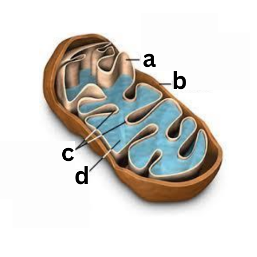 <p><span style="color: rgb(0, 0, 0);"><span>Label This Diagram</span></span></p><p><span style="color: rgb(0, 0, 0);"><em><span>The Mitochondria</span></em></span></p>