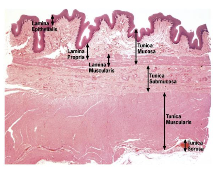 <ol><li><p>Tunica mucosa</p></li><li><p>Tunica submucosa</p></li><li><p>Tunica muscularis </p></li><li><p>Tunica adventitia/serosa</p></li></ol><p></p>