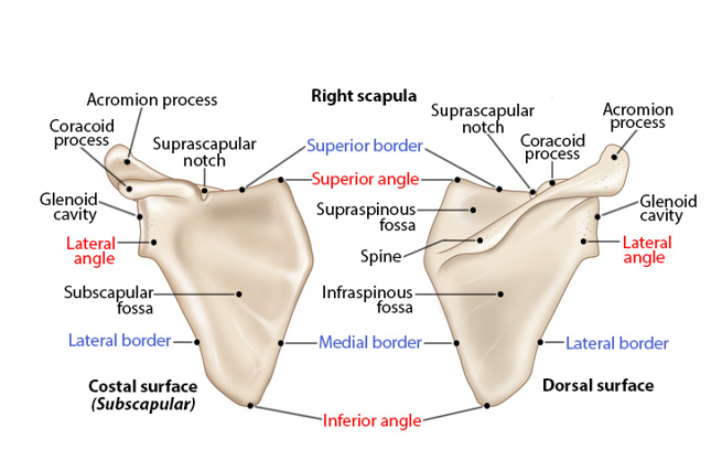 <p>(aka shoulder blade)</p><p>-located posteriorly *attached to the axial skeleton via articulation with the clavicle and various muscles</p><p>-Dorsal surface possesses ridge called the spine *ends at the acromion which articulates with the clavicle</p><p>-Lateral border *Glenoid cavity serves as the site of articulation with humerus</p><p>-3 fossae for muscle attachment *(Ventral surface) - subscapular *(Dorsal surface) - supraspinous &amp; infraspinous</p>
