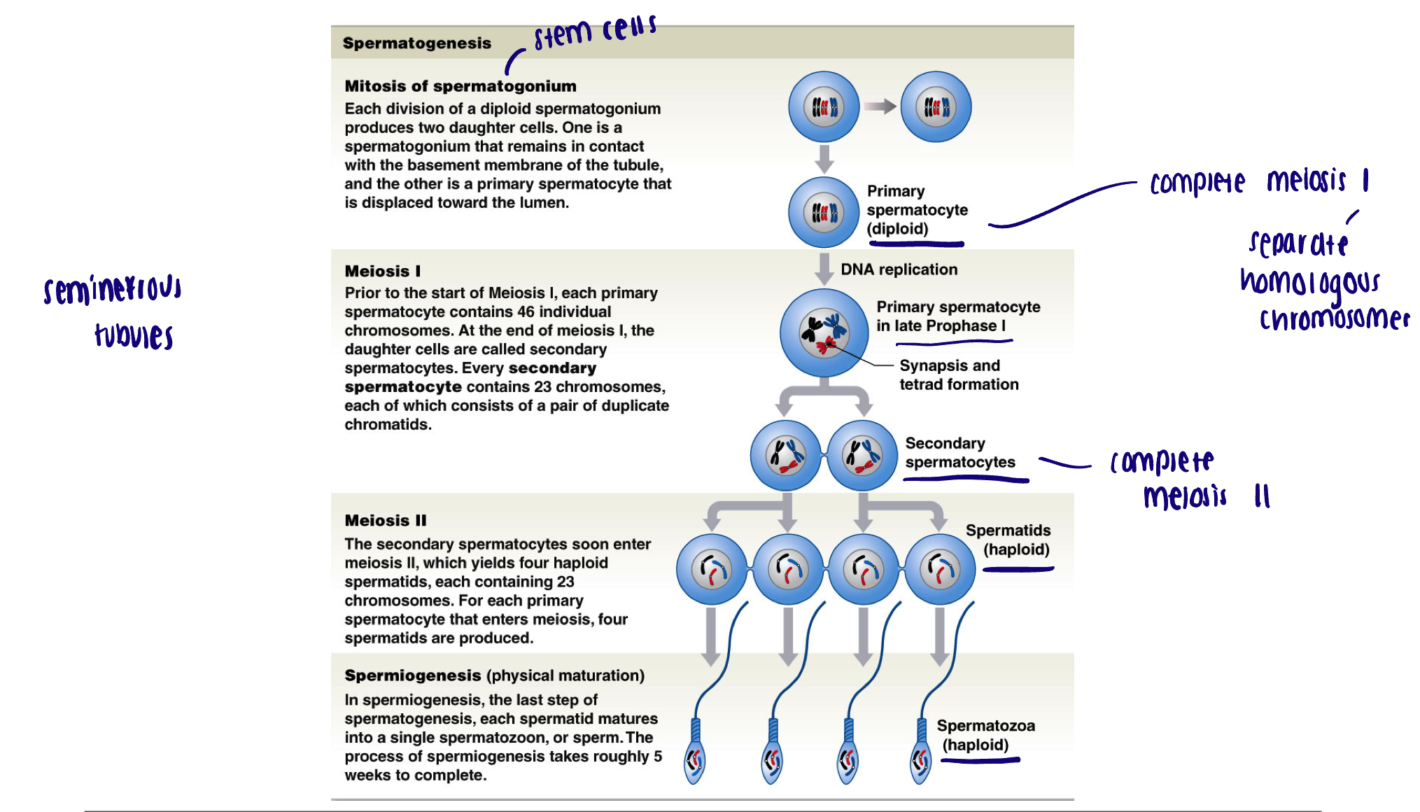 <ul><li><p>A continual process from the onset of puberty and throughout lifespan of the male </p></li><li><p>It takes approximately 64 days for one full cycle of spermatogenesis to complete </p><ul><li><p>Around 2 million spermatogonia begin process each day</p></li></ul></li></ul><p></p>