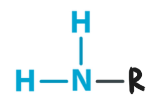 <p>Structural Formula: a nitrogen atom bonded to two hydrogen atoms (−NH2). </p><p>Properties: polar, basic (can accept protons), forming ammonium ions. </p><p>Examples: amino acids (ex. glycine), proteins, ammonia</p>