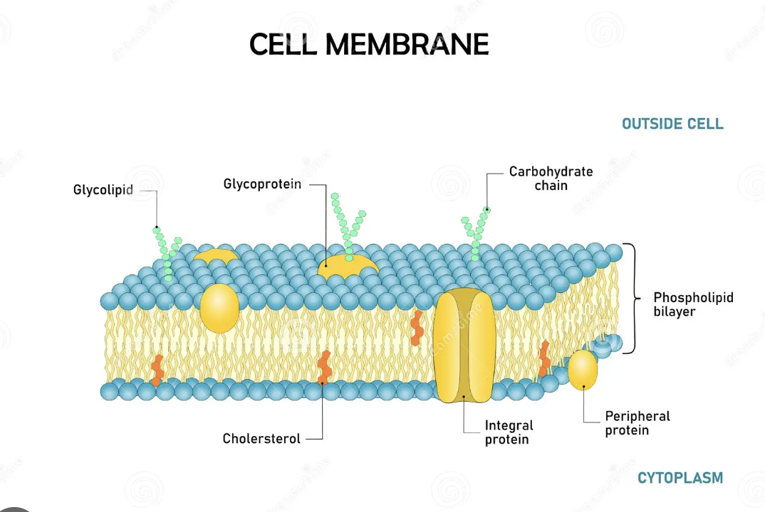 <p>Plasma (cell) membrane</p>