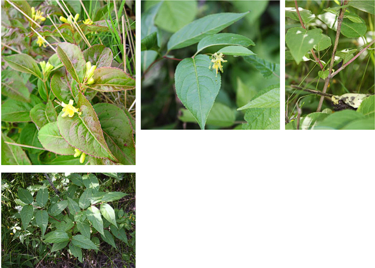 <p>Bush Honeysuckle</p>