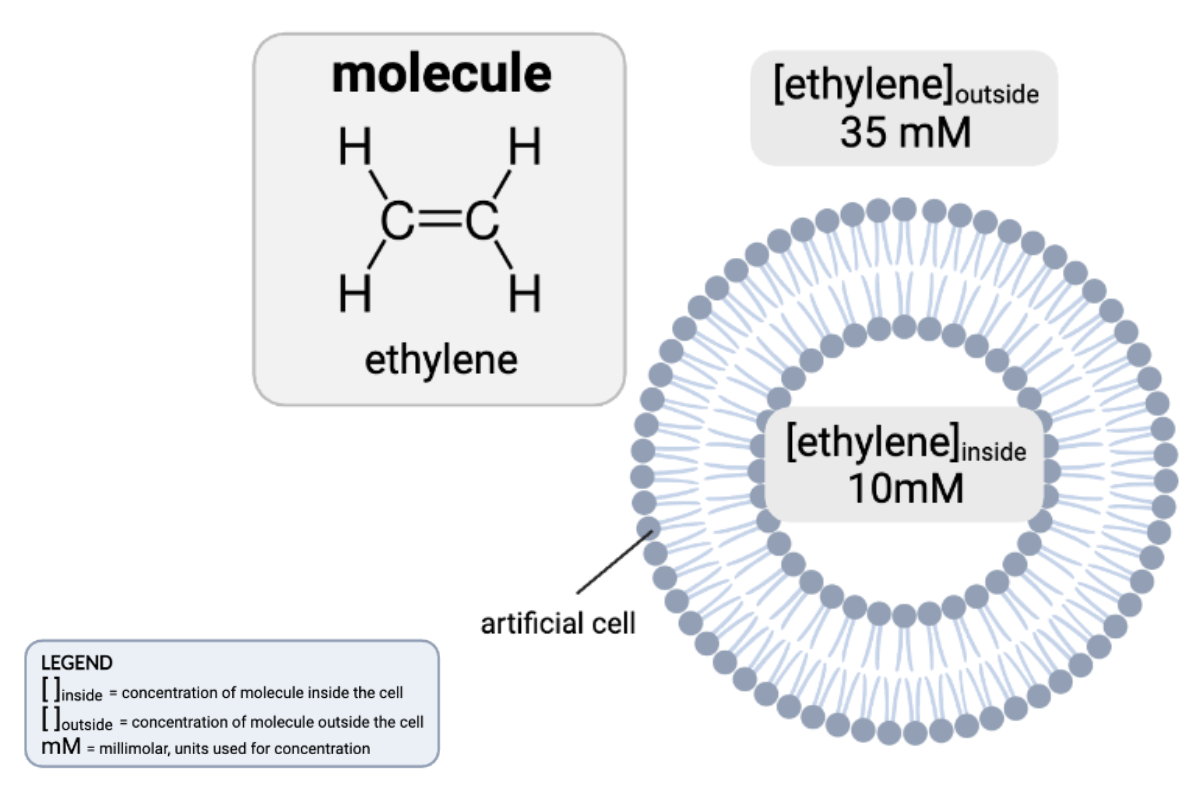 <p>How would osmosis affect the concentration of ethylene in the cell?</p><ul><li><p><span>a. The concentration of ethylene inside the cell will increase, because water will diffuse from the inside of the cell to the outside.</span></p><p></p></li><li><p><span>b. The concentration of ethylene inside the cell will decrease, because water will diffuse from the inside of the cell to the outside.</span></p><p></p></li><li><p><span>c. The concentration of ethylene inside the cell will increase, because water will diffuse from the outside of the cell to the inside.</span></p><p></p></li><li><p><span>d.&nbsp;The concentration of ethylene inside the cell will decrease, because water will diffuse from the outside of the cell to the inside.</span></p><p></p></li><li><p><span>e.&nbsp;The concentrations of ethylene will remain the same.</span></p></li></ul><p></p>