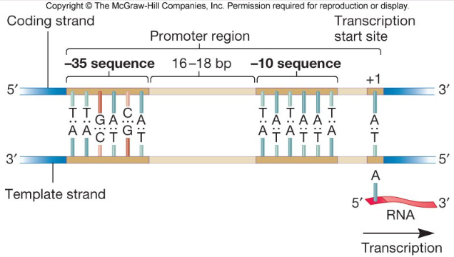 <ul><li><p>-35 is RNA pol recognition site</p></li><li><p>-10 is RNA pol binding site (TATA box aka Pribnow box)</p></li><li><p>transcription start: at +1 site also -10 from TATA box</p></li></ul>