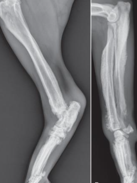<p>-shifting leg lameness</p><p>-warm, swollen limbs</p><p>-reluctance to move</p><p>-can have rib or pelvis involvement</p><p>-1/3 may present with cough</p><p>-2/3 may present with ocular signs (discharge, episcleral injection)</p>